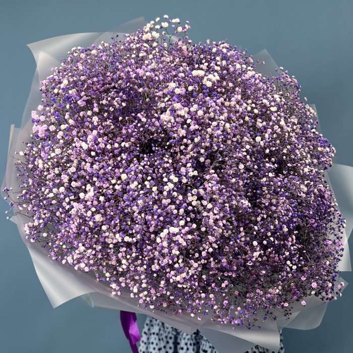 51 фиолетовая гипсофила